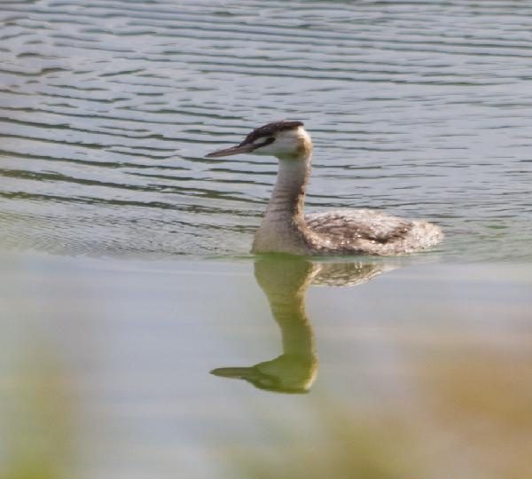 BUSCO CASADA PARA INICIAR AMISTAD SECRETA EN LORCA