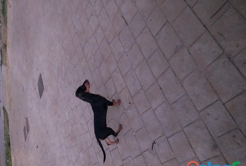 BUSCO CHICA MUY JOVEN POR SANLUCAR GRATIFICO 50€ POR 20MN EN SANLÚCAR DE BARRAMEDA