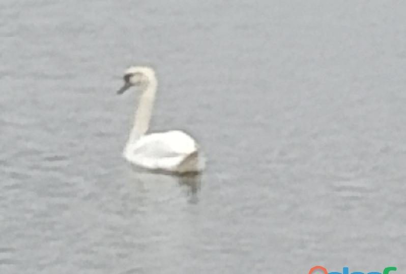 BUSCO PAREJA MADURA PARA .. EN CAMPOO DE YUSO
