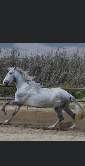 CHICO DE 40 BUSCA PAREJA EN ALMERÍA