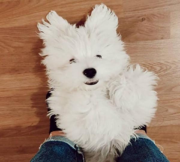 GORGEOUS PUREBRED MINI MALTESE EN ESPAÑA