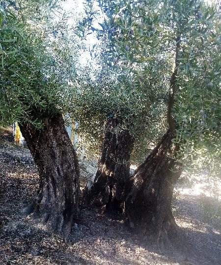 HOMBRE DE 60 AÑOS AMUJERER NO IMPORTA EDA EN JAÉN