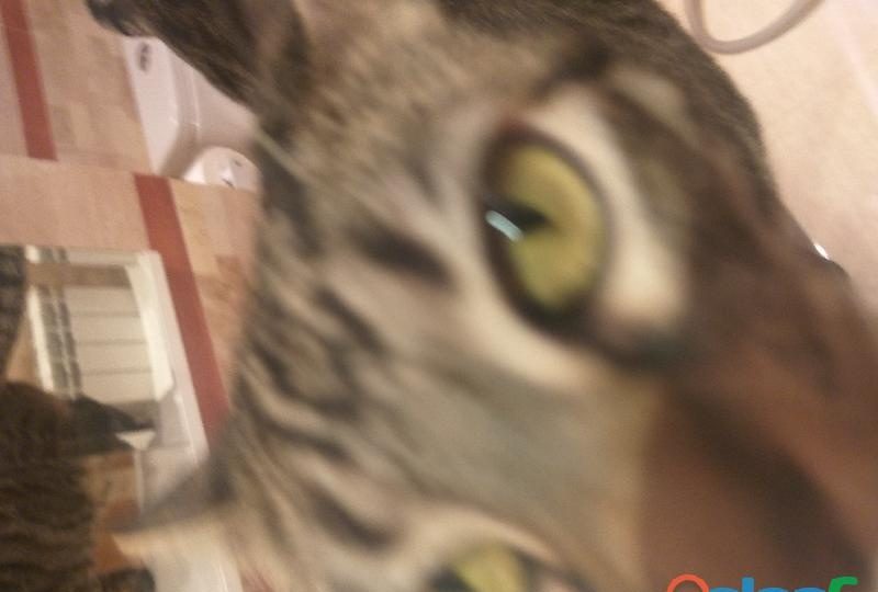 MADURO BUSCA MADURA PARA AMISTAD Y POSIBLE RELACIONES POR ZONA DE TOLEDO EN SANTA CRUZ DEL RETAMAR