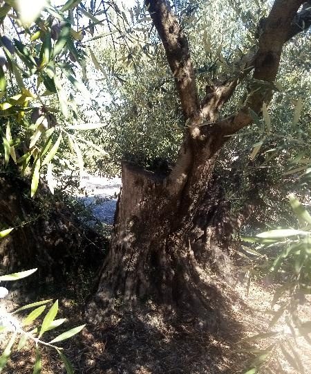 MARTEÑO PARA CHICAS DE JAÉN O ALREDEDORES PARA XEXO SIN CO. PROMISO EN ALBANCHEZ DE MÁGINA