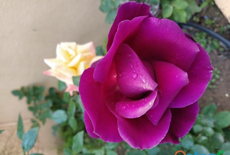 ME DICEN QUE SOY BUENO EN MÁLAGA