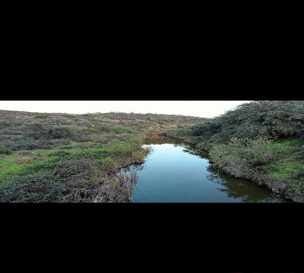 PASIVO BUSCO SER LA PERRA DE VARIOS A LA VEZ EN AYAMONTE