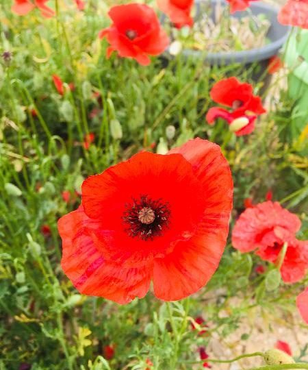 TELEFONISTA PARA FRANCIA EN ESPAÑA