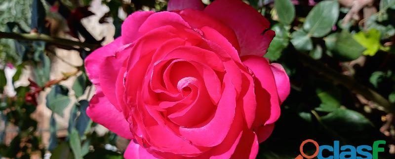 XICO BIX MASAJISTA EN MÁLAGA